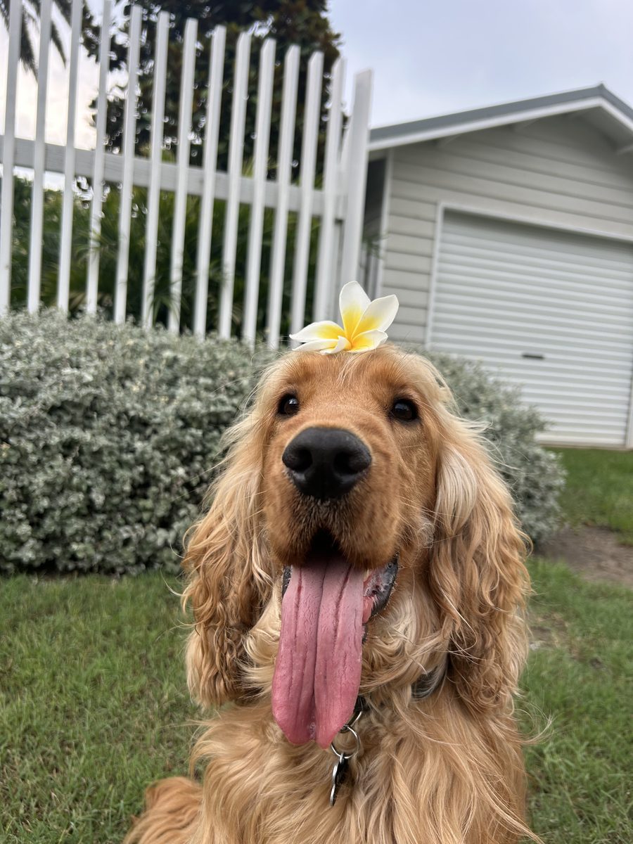 Whiskey, a golden English Cocker Spaniel, sitting on the grass with a frangipani flower behind his ear